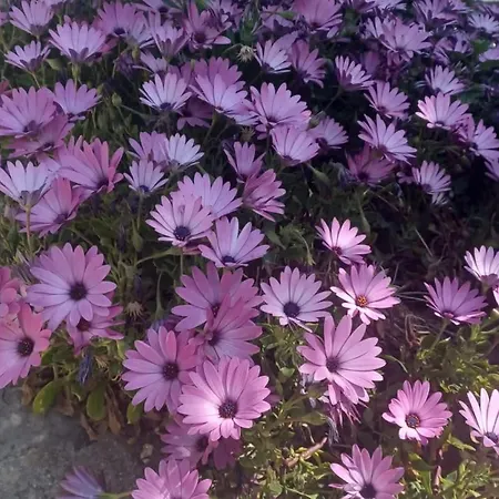 Three-bedroom With Sea View A2 *