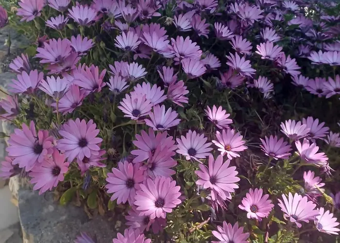 Three-bedroom With Sea View A2 *